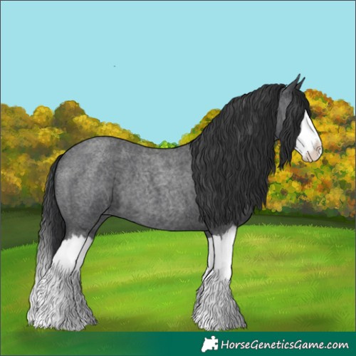 Horse Color:Blue Roan Splash 
