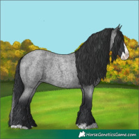 Horse Color:Blue Roan Splash 