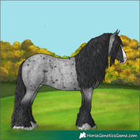 Horse Color:Blue Roan Splash 