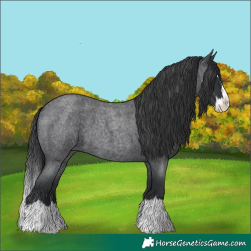 Horse Color:Blue Roan Splash
