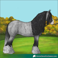 Horse Color:Blue Roan Splash 