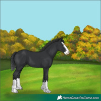 Horse Color:Black Splash 