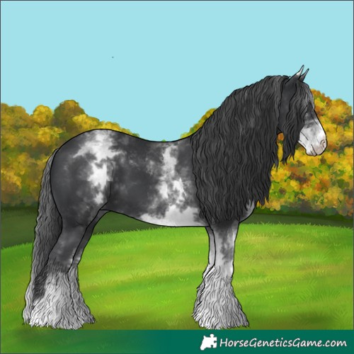 Horse Color:White Spotted Black