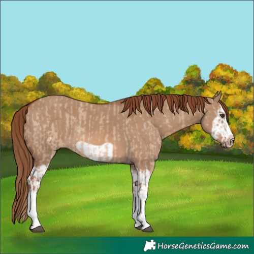 Horse Color:Red Dun Splash  and Red Dun Splash Frame 