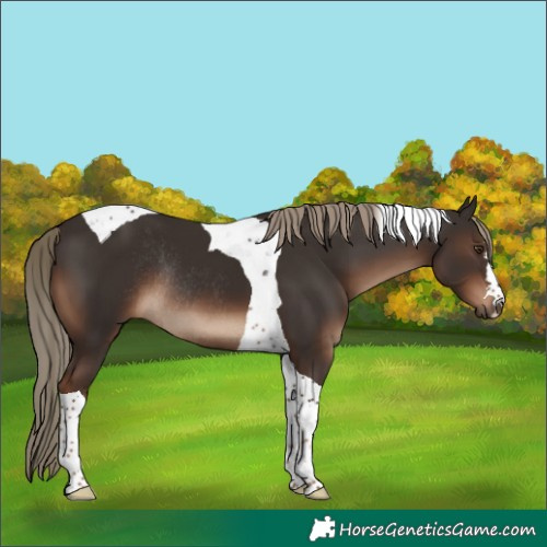 Horse Color:Liver Chestnut Tobiano Rabicano 