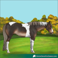 Horse Color:Liver Chestnut Tobiano Rabicano 