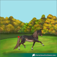 Horse Color:Liver Chestnut Tobiano Rabicano 