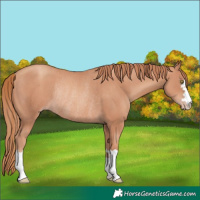 Horse Color:Gold Champagne Rabicano