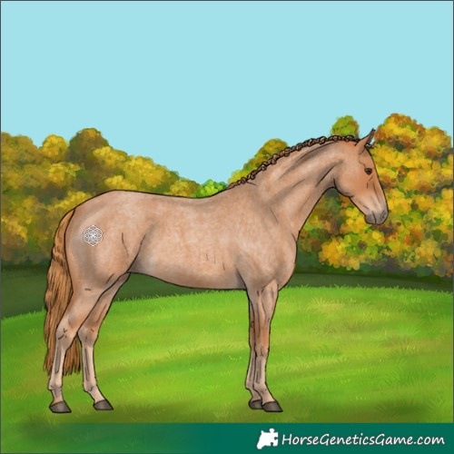 Horse Color:Red Roan 