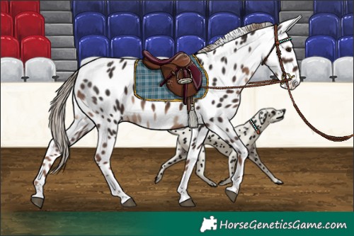 Horse Color:Liver Chestnut Tobiano Appaloosa Rabicano