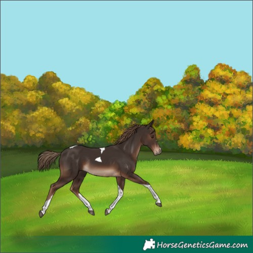 Horse Color:Liver Chestnut Tobiano Rabicano 