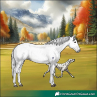 Horse Color:Gray Liver Chestnut Tobiano Rabicano 