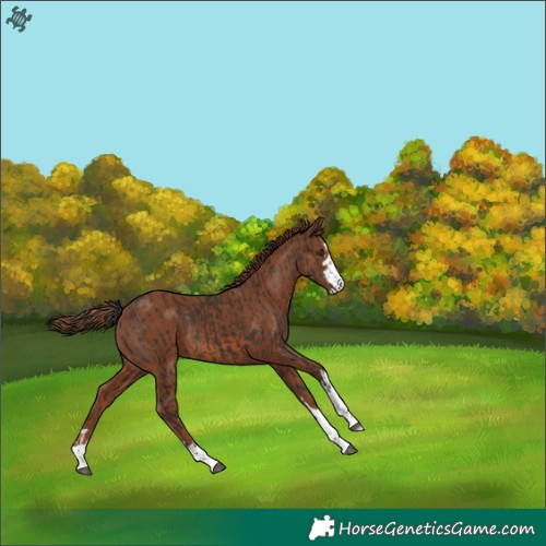 Horse Color:Liver Chestnut  and Chestnut 