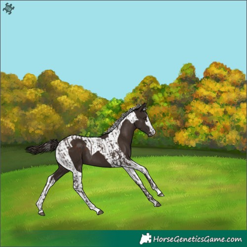 Horse Color:Liver Chestnut and Liver Chestnut Tobiano