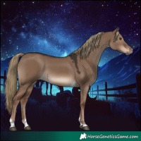 Horse Color:Liver Red Dun Tobiano Rabicano