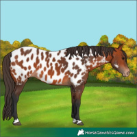 Horse Color:Bay Near Leopard 