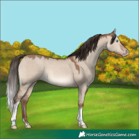 Horse Color:Amber Champagne Dun Tobiano Rabicano 