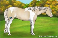 Horse Color:Silver Grullo Pearl Sabino Tobiano