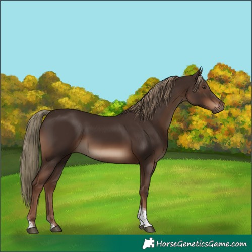 Horse Color:Liver Chestnut Tobiano Rabicano 
