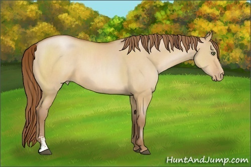 Horse Color:Bay Pearl Dun Sabino 