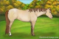 Horse Color:Bay Pearl Dun Sabino 