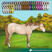 Horse Color:Bay Pearl Dun Sabino 