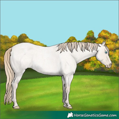 Horse Color:Smoky Creme Roan Dun
