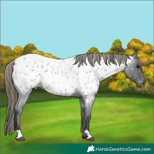 Horse Color:Smoky Blue Roan Appaloosa 