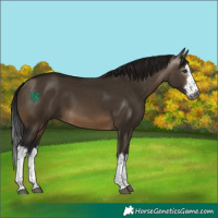 Horse Color:Gray White Spotted Brown Dun 