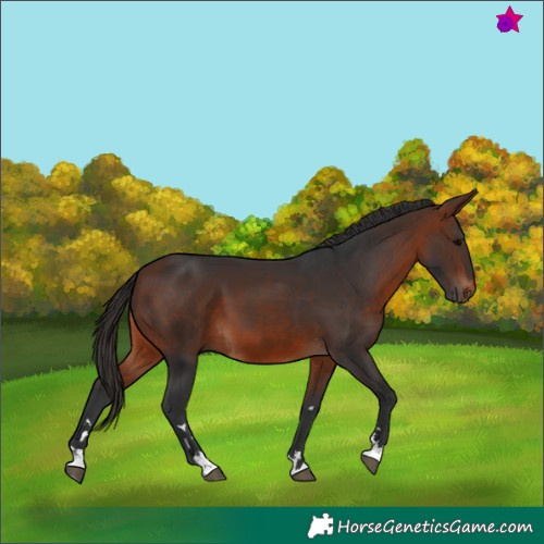 Horse Color:Bay  and Bay 