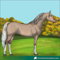 Horse Color:White Spotted Silver Brown Dun Rabicano 