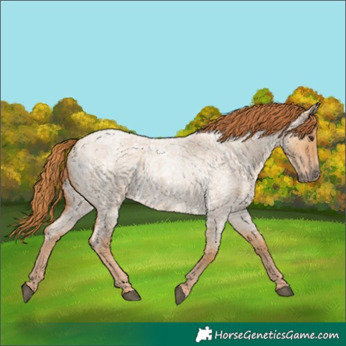 Horse Color:Red Dun Roan 