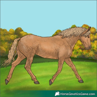 Horse Color:Chestnut Rabicano 