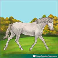 Horse Color:Smoky Creme 