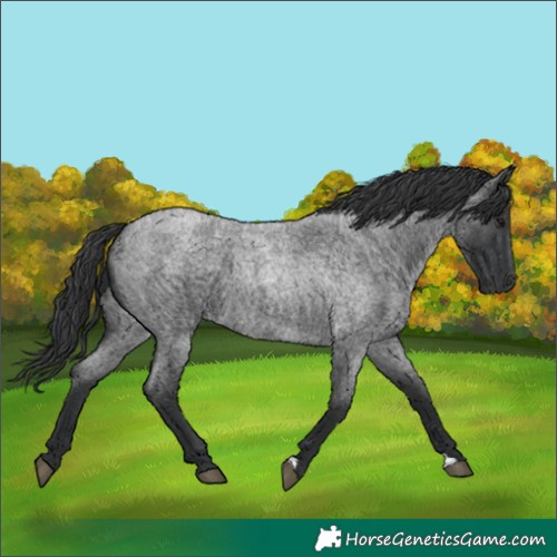 Horse Color:Blue Roan 