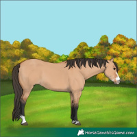 Horse Color:Bay Dun Sabino