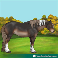 Horse Color:Liver Chestnut Tobiano Rabicano 
