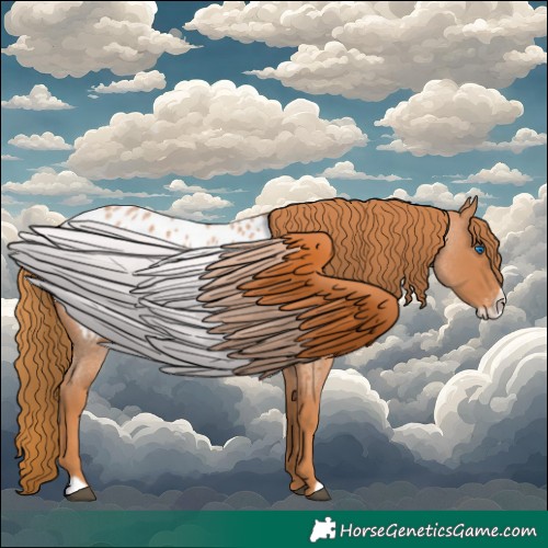 Horse Color:Red Roan Frame Appaloosa 
