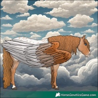 Horse Color:Red Roan Frame Appaloosa