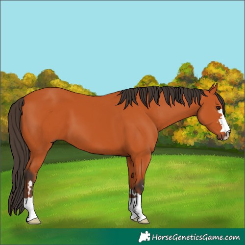 Horse Color:Bay 