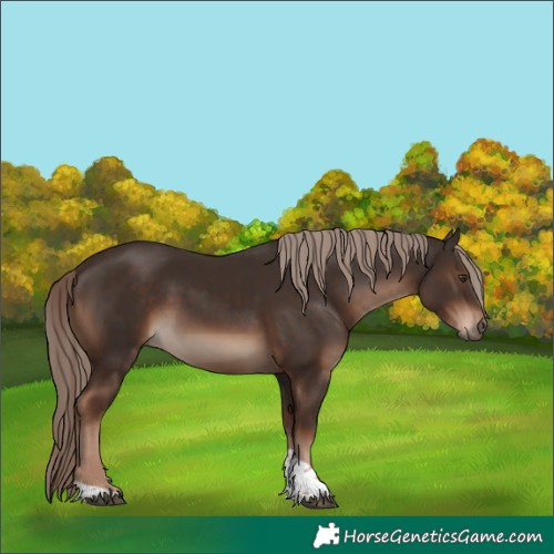 Horse Color:Liver Chestnut Tobiano Rabicano 