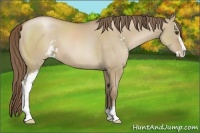 Horse Color:Grullo Pearl Sabino