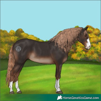 Horse Color:Liver Chestnut Rabicano 