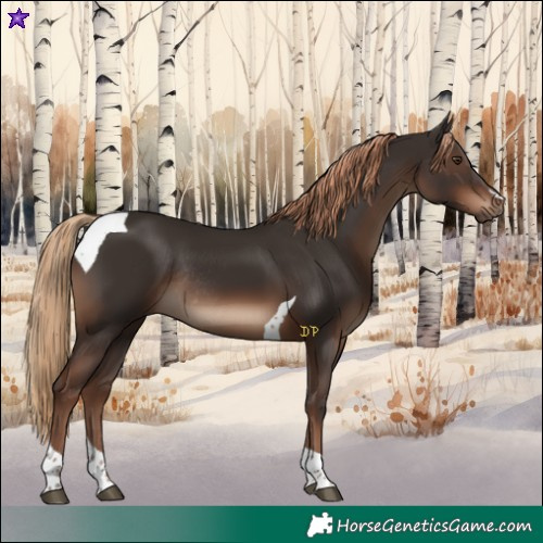 Horse Color:Liver Chestnut Tobiano Rabicano 