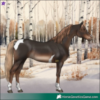Horse Color:Liver Chestnut Tobiano Rabicano