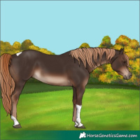 Horse Color:Liver Chestnut Tobiano Rabicano 