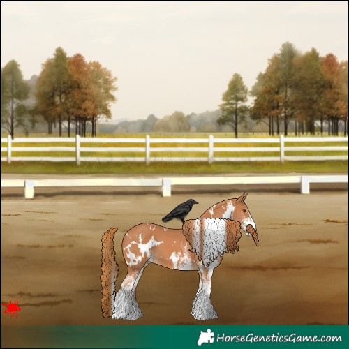 Horse Color:White Spotted Chestnut 
