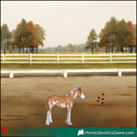 Horse Color:White Spotted Chestnut 