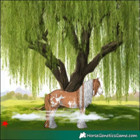 Horse Color:White Spotted Chestnut 