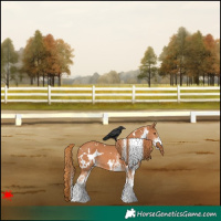 Horse Color:White Spotted Chestnut